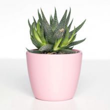 Modern Furnishings Simple Pink Pot